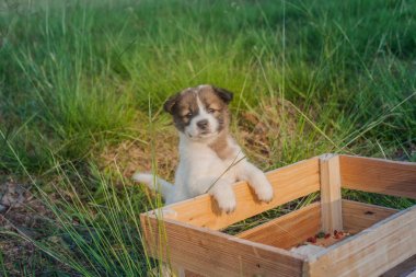 Thai Bangkaew Köpek Yavruları çimlerin üzerindeki tahta kutuda 