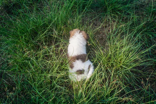 Тайский Bangkaew Собак Щенки Спят Траве — стоковое фото