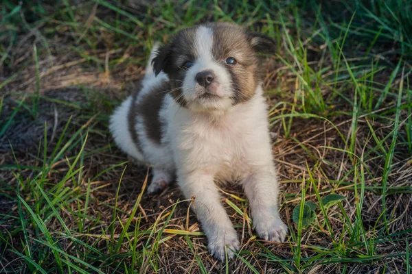 Thai Bangkaew Dog Puppies Field — Stock Photo, Image