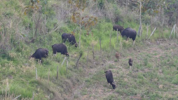 Stier Beslagen Tijd Doorbrengen Khao Yai Nationaal Park Eten Van — Stockvideo