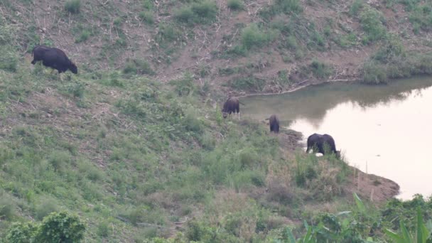 Mandrie Tori Trascorrono Tempo Nel Parco Nazionale Khao Yai Mangiare — Video Stock