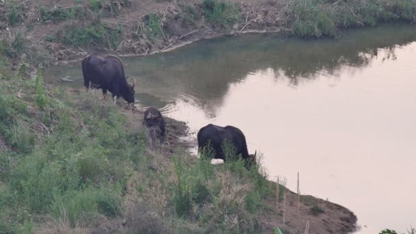 Mandrie Tori Trascorrono Tempo Nel Parco Nazionale Khao Yai Mangiare — Video Stock