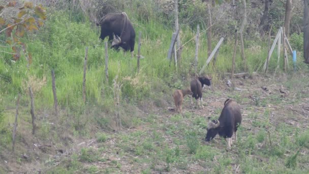 Troupeau Bisons Mangeant Herbe Sur Montagne Parc National Khao Yai — Video
