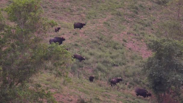 Bull Besättningar Spendera Tid Khao Yai National Park Att Äta — Stockvideo