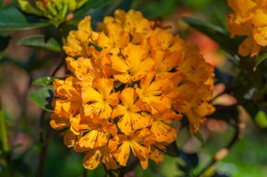 renkli çiçekler Bayır, çayırdaki kuzeyinde Tayland Chiang Rai de kış aylarında çiçeklenme. Güzel renkli küçük çiçekler ziyaretçilere çekici.