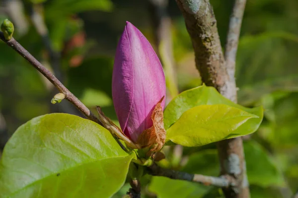 Bourgeon Fleur Rose Sur Arbre — Photo