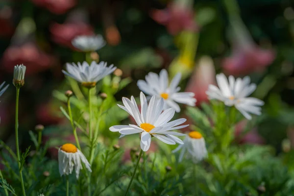 Färgglada Blommor Blommar Ängen Vid Foten Vintern Chiang Rai Norr — Stockfoto