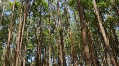 yüksek Dağı'nda uzun boylu çam ağacı