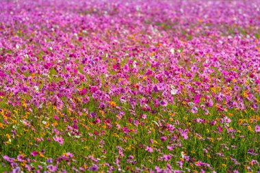 tepe üzerinde büyük bir alanda renkli cosmos çiçek dikti. Cosmos çiçekler