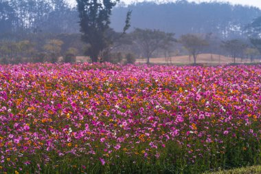 tepe üzerinde büyük bir alanda renkli cosmos çiçek dikti. Cosmos çiçekler