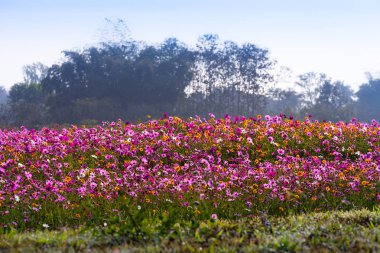 tepe üzerinde büyük bir alanda renkli cosmos çiçek dikti. Cosmos çiçekler