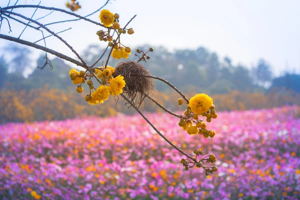 ファイコム黄色の花の木に鳥を巣 — ストック写真