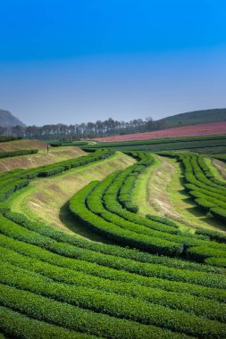Bu bitki için geniş alan gerektirir ve tepe üzerinde çay plantasyon adımlardan dik dağda bitki kadar yapılan.