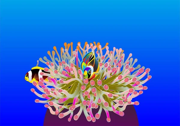 Ryba Kreskówki Niebieskim Tle Percula Clownfish Koralowcami Morskimi Poprzez Rysunek — Zdjęcie stockowe