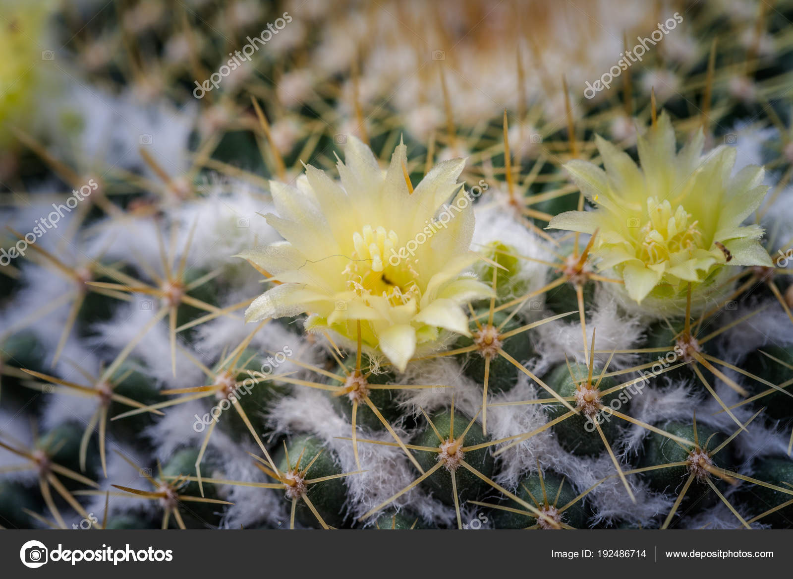 Gelbe Blume Kaktus Auf Dem Kies Der Kaktus Grüne Natur — Stockfoto ... Gelbe Blume Kaktus Auf Dem Kies Der Kaktus Grüne Natur — Stockfoto ...