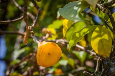Sarı meyve kaktüs ağacında. Botanik Bahçesi kaktüs yeşil doğada