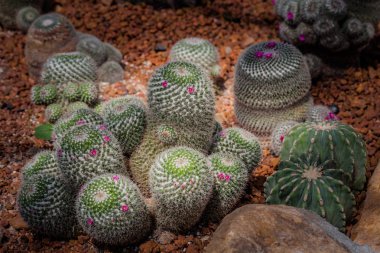 Küçük çiçekler kaktüs çiçeği Bahçe kaktüs ağacında çevresinde