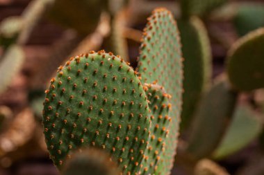 Botanik Bahçesi kaktüs yeşil doğada
