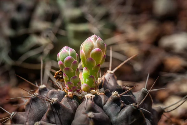 Petites Fleurs Cactus Fleurissent Autour Cactus Dans Jardin — Photo