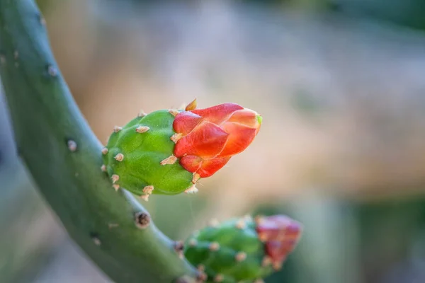 orange cactus flowers in garden . The cactus green nature in the botanical garden