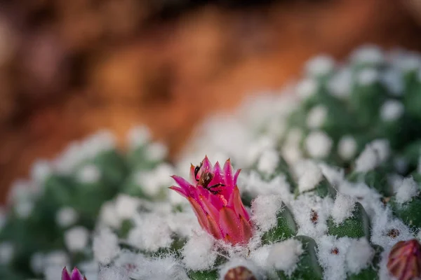 Fleurs Cactus Rose Nature Verte Des Cactus Dans Jardin Botanique — Photo