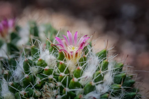 Rosa Kakteenblüten Die Kakteengrüne Natur Botanischen Garten — Stockfoto