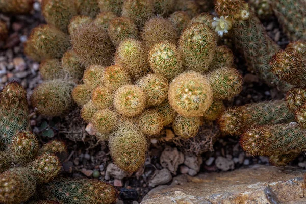 Cactus Zelená Příroda Botanické Zahradě — Stock fotografie