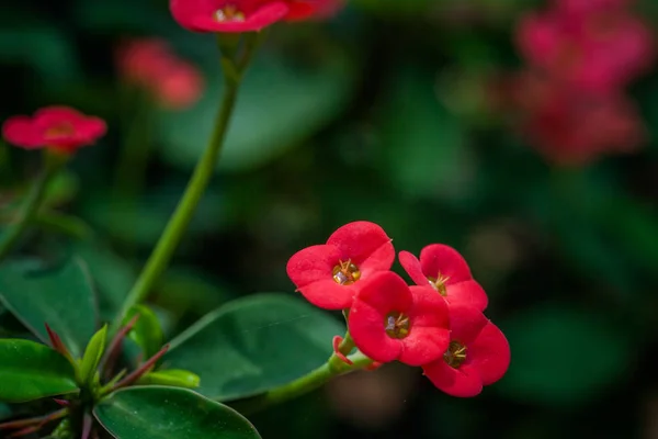 Die Kakteengrüne Natur Botanischen Garten — Stockfoto