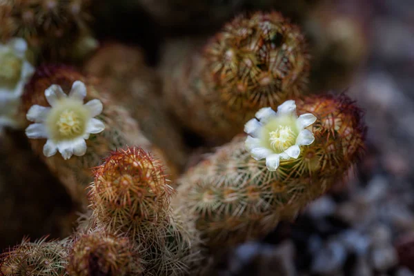 Cactus Fleurs Jaunes Sur Caillou Nature Verte Des Cactus Dans — Photo
