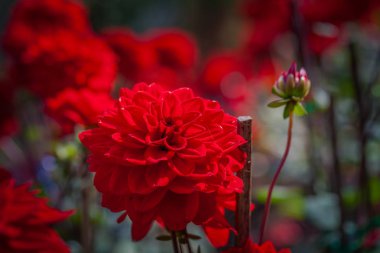 renkli çiçekler Bayır, çayırdaki kuzeyinde Tayland Chiang Rai de kış aylarında çiçeklenme. Güzel renkli küçük çiçekler ziyaretçilere çekici.