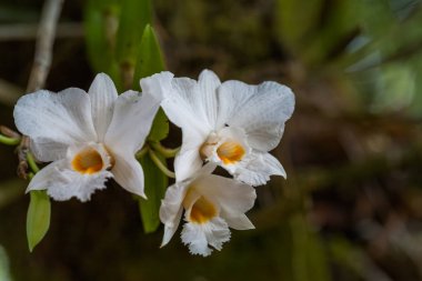 renkli çiçekler Bayır, çayırdaki kuzeyinde Tayland Chiang Rai de kış aylarında çiçeklenme. Güzel renkli küçük çiçekler ziyaretçilere çekici.
