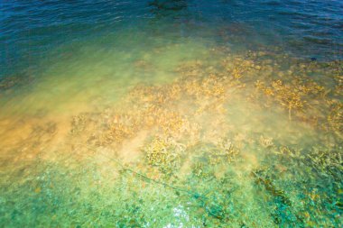 düşük gelgit sırasında biz mercan Hea Adası Pa Yu Adası ve Ngum Adası'nda Ao Kung alan Phuket etrafında bir sürü görebilirsiniz.