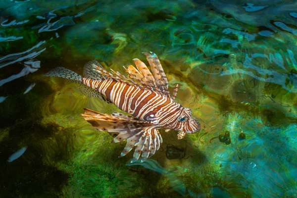 Λιοντάρι Ψάρια Κολύμπι Στην Πισίνα Υδρόβιων Ειδών Ψάρια Λιοντάρι Έχει — Φωτογραφία Αρχείου