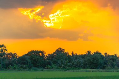 Yeşil pirinç tarlasının üzerinde gün batımında altın gökyüzü.