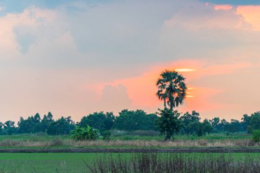 Tayland 'ın ortasında ekme mevsiminde pirinç tarlaları üzerinde tatlı günbatımı 