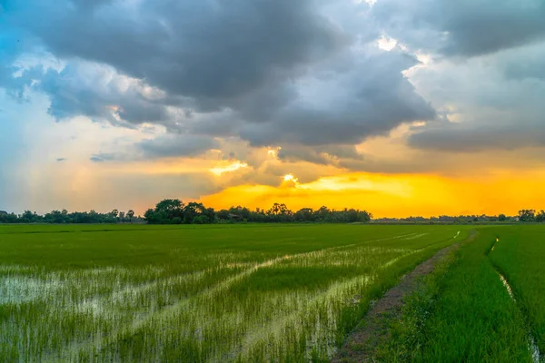 Goldener Sonnenuntergang Auf Dem Reisfeld Während Der Pflanzzeit — Stockfoto