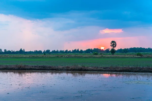 Süßer Sonnenuntergang Über Reisfeldern Während Der Pflanzzeit Mitten Thailand — Stockfoto