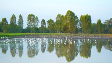 During the rice planting season, farmers will dig, adjust the topsoil, bring water into the rice field. The birds will find food in this area.