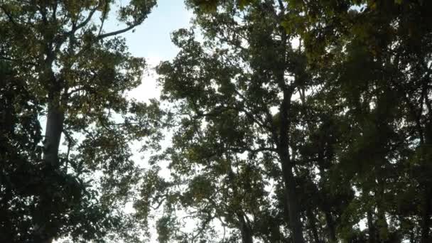 一群母鸡蝙蝠在橡胶园上生活了很长时间 蝙蝠会睡觉 低着头 — 图库视频影像
