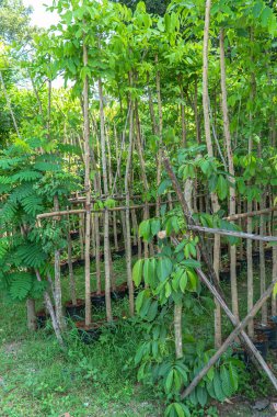 Çiçekler ve çeşitli boyutlarda dekoratif bitkiler çiçekçi dükkanında sıraya dizildi..