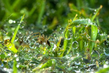 Yeşil çimlerin üzerindeki örümcek ağındaki çiy damlaları