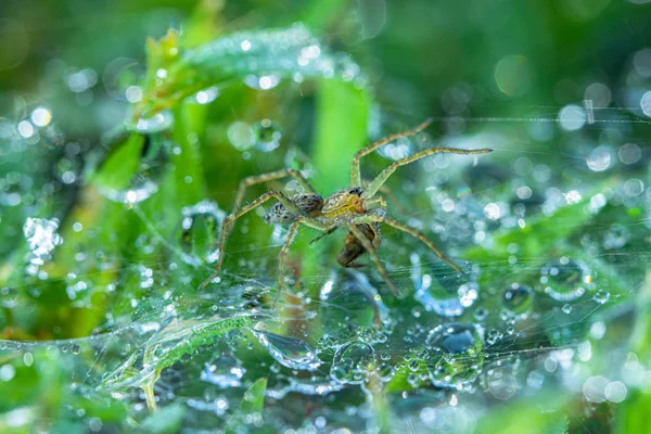 Gotas Rocío Tela Araña Sobre Hierba Verde —  Fotos de Stock