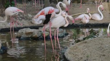 Pembe flamingo kuşları birbirleriyle flört ediyorlar.