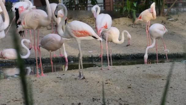 Фламинго Танцует Стае Некоторые Фламинго Птицы Флиртуют Друг Другом — стоковое видео