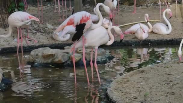Pássaros Flamingo Rosa Estão Flertando Uns Com Outros — Vídeo de Stock