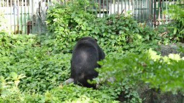 Bir kara ayı hayvanat bahçesinde kıçını salladı..