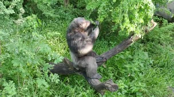 Orangután Sentado Tronco Tirando Ramas Comiendo Hojas — Vídeo de stock