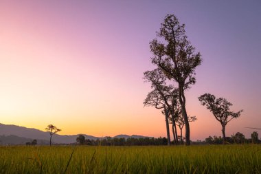 Pirinç tarlasında büyük ağaçların üzerinde hasat mevsiminde tatlı gündoğumu.