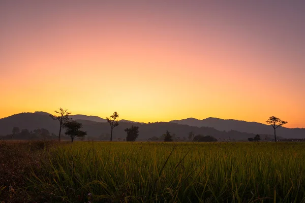 Doce Nascer Sol Acima Das Grandes Árvores Campo Arroz Durante — Fotografia de Stock