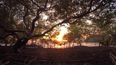 Klong Mudong Phuket 'teki Mangrove ormanının üzerinde gün batımı. Çamur kanalı Chalong körfezine bağlanıyor. Orada mükemmel mangrov ormanları var..